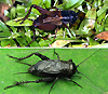 Близкородственные виды сверчков Gryllus firmus (вверху) и G. pennsylvanicus (внизу). Изображения с сайтов entnemdept.ufl.edu и www.pbase.com
