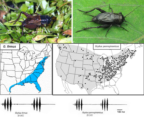 Рис. 1. Близкородственные виды сверчков Gryllus firmus (слева) и G. pennsylvanicus (справа) и их ареалы на территории Северной Америки. Изображения с сайтов entnemdept.ufl.edu и www.pbase.com. Внизу: призывные сигналы самцов двух видов, изображение из статьи Doherty & Storz, 1992