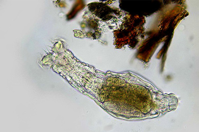 Бделлоидная коловратка Habrotrocha. Фото с сайта www.microscopy-uk.org.uk