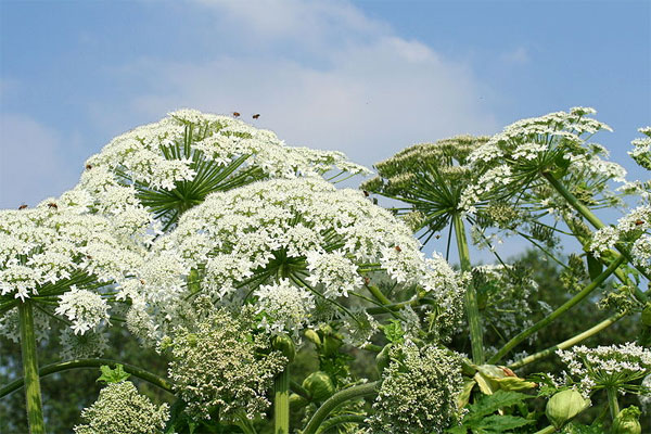<i>На фото</i>: борщевик Мантегацци (Heracleum mantegazzianum). Это огромное зонтичное растение, исходное произраставшее на Кавказе, возделывалось в парках Европы как декоративное, но потом стало само широко распространяться по Западной Европе, а позднее проникло и в Америку. Растение опасно, так как оставляет ожоги на коже. В средней полосе России быстро расселяется близкий вид — борщевик Сосновского (Heracleum sosnowskyi). Он также родом с Кавказа и также оставляет ожоги на коже. Фото с сайта commons.wikimedia.org