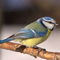 Обыкновенная лазоревка