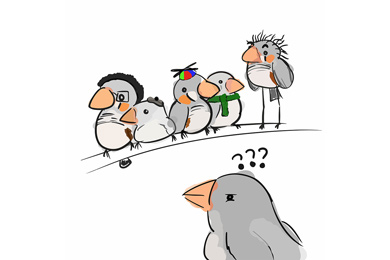 Трудности, стоящие перед зебровой амадиной