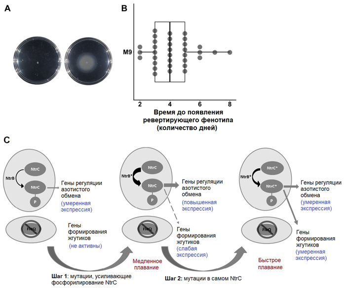 Рис. 2. Эксперимент по индукции адаптивной эволюции