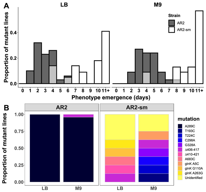 Рис. 3. Адаптация штаммов AR2 и AR2-sm к росту на агаризованной среде