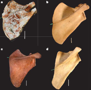 Лопатка девочки из Дикики (а), гориллы (b), человека (c) и шимпанзе (d). Все кости принадлежат особям одинакового «зубного» возраста. Фото из статьи в Nature
