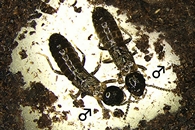 Пара бескрылых самцов термита