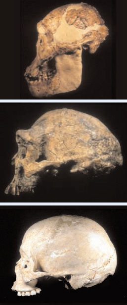 Сравнение мозга австралопитека, Homo erectus и Homo sapiens