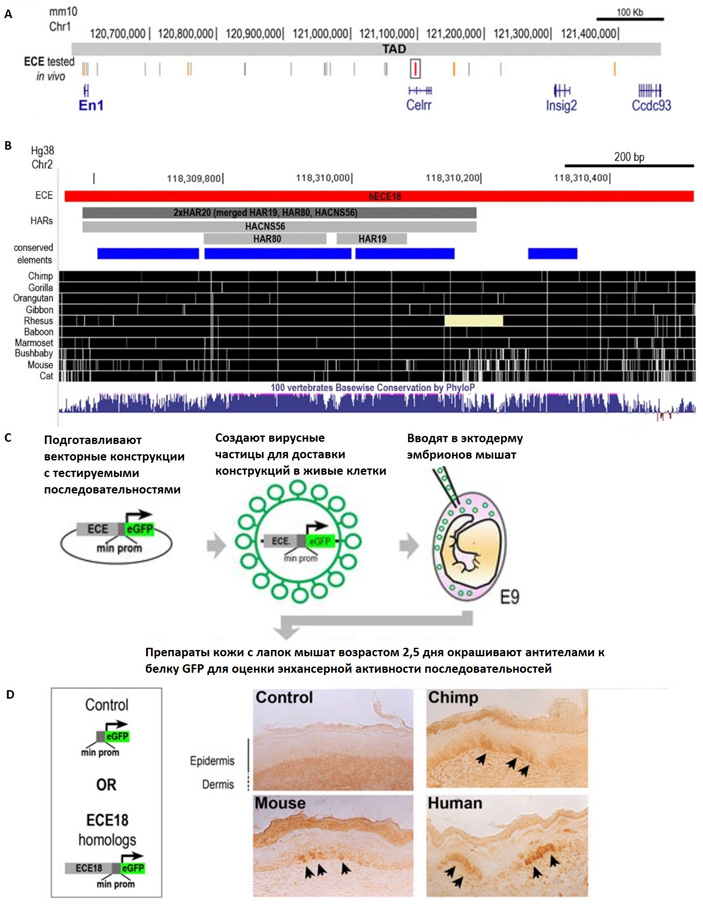 Рис. 2. Расположение 23-го участка-кандидата в пределах исследуемого TAD