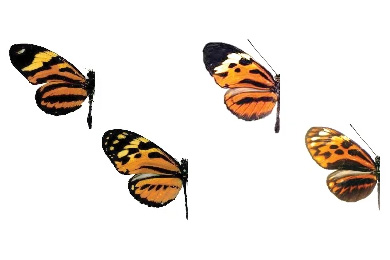 Генеалогия гибридного вида Heliconius elevatus