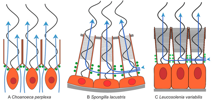 Рис. 2. Кооперативная работа воротничковых клеток