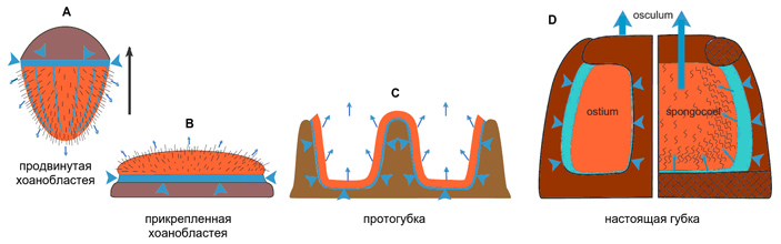 Рис. 4. Эволюционная трансформация хоанобластеи в губку