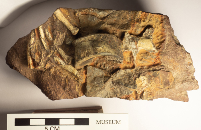 Рис. 3. Позвонки авроробореалии