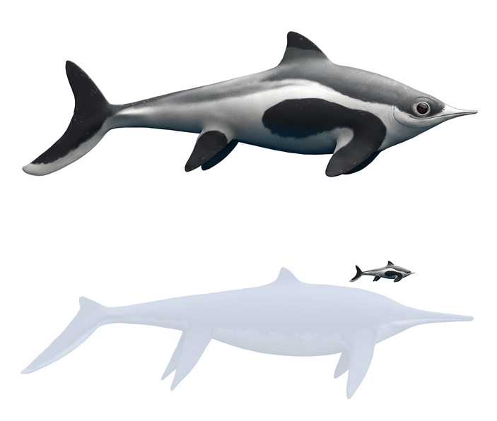 Рис. 5. Реконструкция внешнего вида авроробореалии