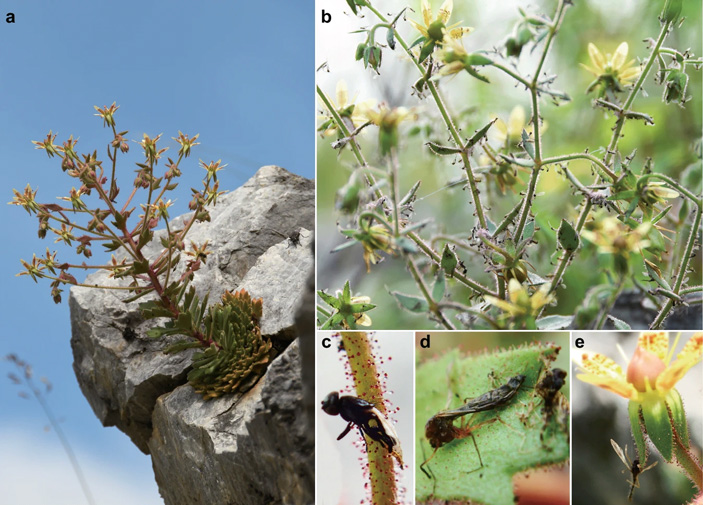 Рис.&nbsp;1. Плотоядная камнеломка Saxifraga candelabrum и различные насекомые, прилипшие к разным вариантам железистых волосков