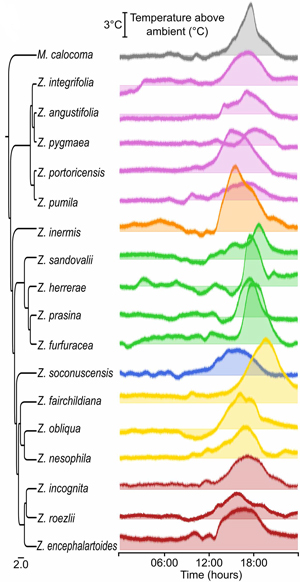 Рис. 2. Превышение температуры шишек над температурой окружающей среды в&nbsp;зависимости от времени суток (по оси&nbsp;х отложено время в&nbsp;часах) для 17&nbsp;видов рода Zamia, охватывающих все основные эволюционные линии этого рода (всего описано 89&nbsp;видов), а&nbsp;также для близкородственного вида Microcycas calocoma