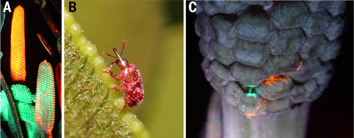Рис. 3. (A)&nbsp;Мужские шишки саговника Zamia furfuracea в&nbsp;момент выброса пыльцы. (B)&nbsp;Жук-опылитель (Rhopalotria furfuracea), покрытый пыльцой и&nbsp;флуоресцентными метками, во&nbsp;время переноса пыльцы с&nbsp;мужских растений на женские. (C)&nbsp;Женская шишка Z.&nbsp;furfuracea с&nbsp;заметными следами флуоресцентного красителя, оставленными жуками-опылителями в&nbsp;процессе переноса пыльцы