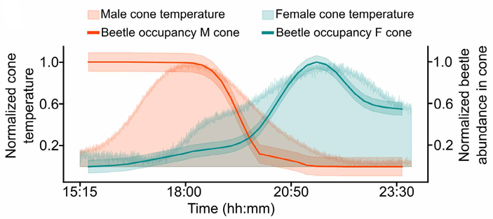 Рис. 4. Связь между нагревом шишек и&nbsp;поведением жуков-опылителей во&nbsp;времени