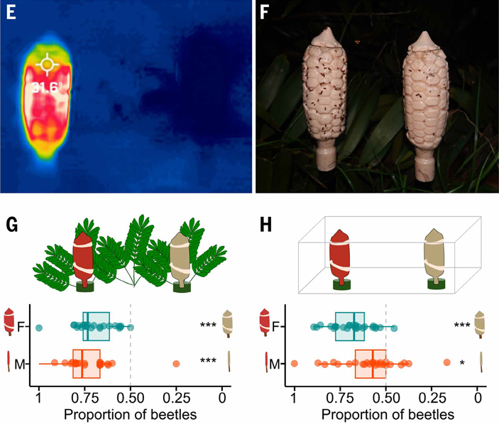 Рис. 5. (А)&nbsp;Полевые эксперименты с&nbsp;использованием напечатанных на 3D-принтере моделей женских шишек. (B)&nbsp;Посещения жуками-опылителями искусственных 3D-моделей шишек. (C)&nbsp;Доля жуков, посетивших нагретые (слева) и&nbsp;ненагретые (справа) модели мужских (M,&nbsp;снизу) и&nbsp;женских (F,&nbsp;сверху) шишек в&nbsp;полевых условиях. (D)&nbsp;Аналогичное сравнение в&nbsp;лабораторных экспериментах
