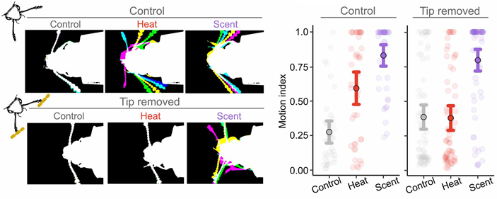 Рис.&nbsp;6. Движения антенн жуков-опылителей в&nbsp;ответ на тепловое излучение (Heat) и&nbsp;запах шишек (Scent)