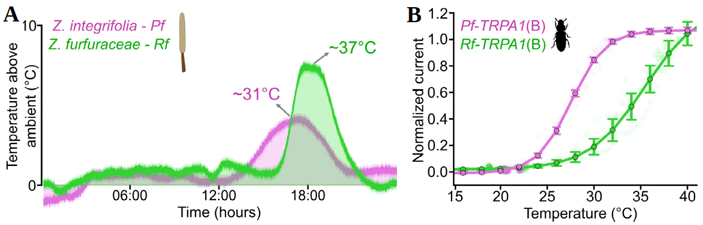Рис. 7. (A)&nbsp;Профили термогенеза у&nbsp;растений, опыляемых разными видами жуков. (B)&nbsp;Температурные ответы ионных каналов TRPA1(B)