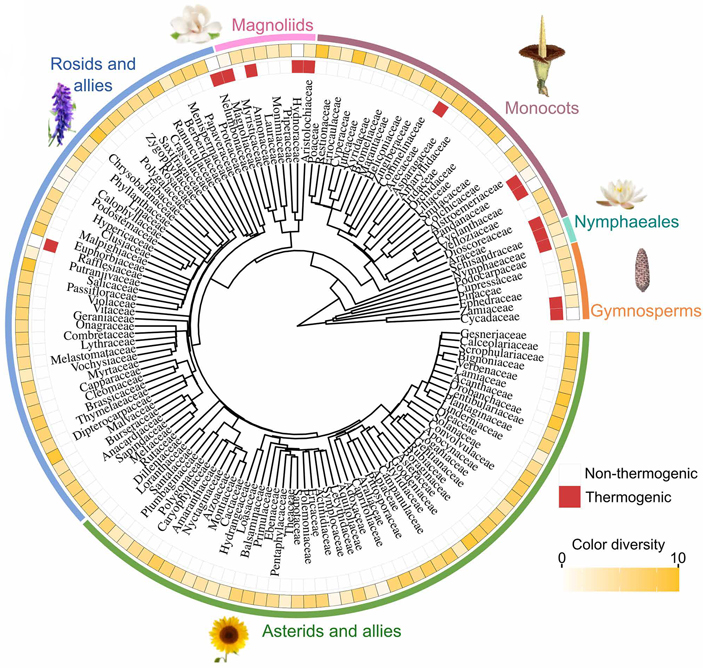 Рис. 8. Распределение термогенеза (красным отмечены термогенные растения, белым&nbsp;— нет) и&nbsp;разнообразия окраски