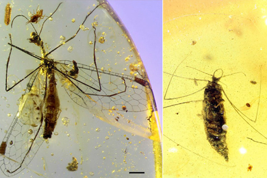 Предполагаемая личинка Pedanoptera arachnophila