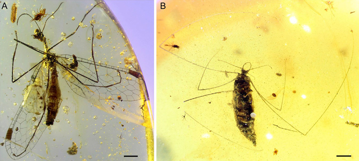 Рис. 1. Сетчатокрылое насекомое Pedanoptera arachnophila и его предполагаемая личинка