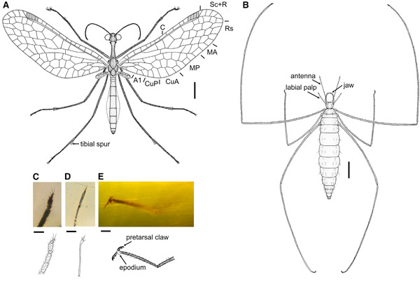 Рис. 2. Схема имаго Pedanoptera arachnophila