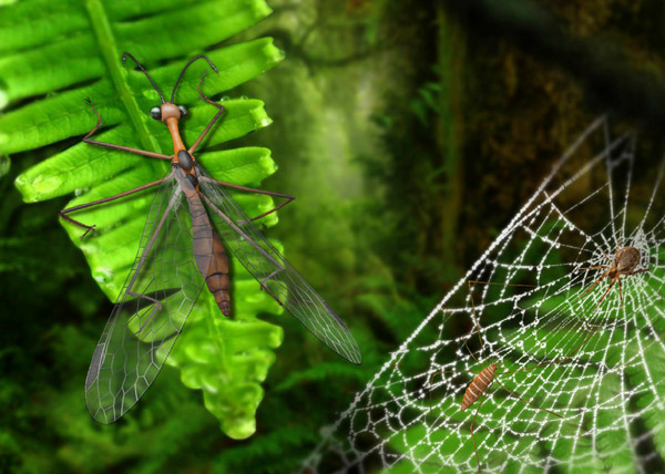 Рис. 3. Реконструкция Pedanoptera arachnophila и ее предполагаемой личинки