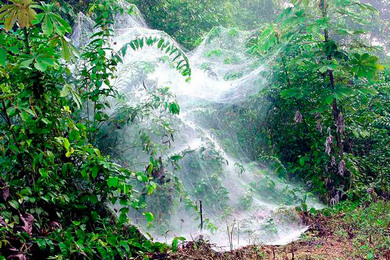 Самки паука Anelosimus studiosus