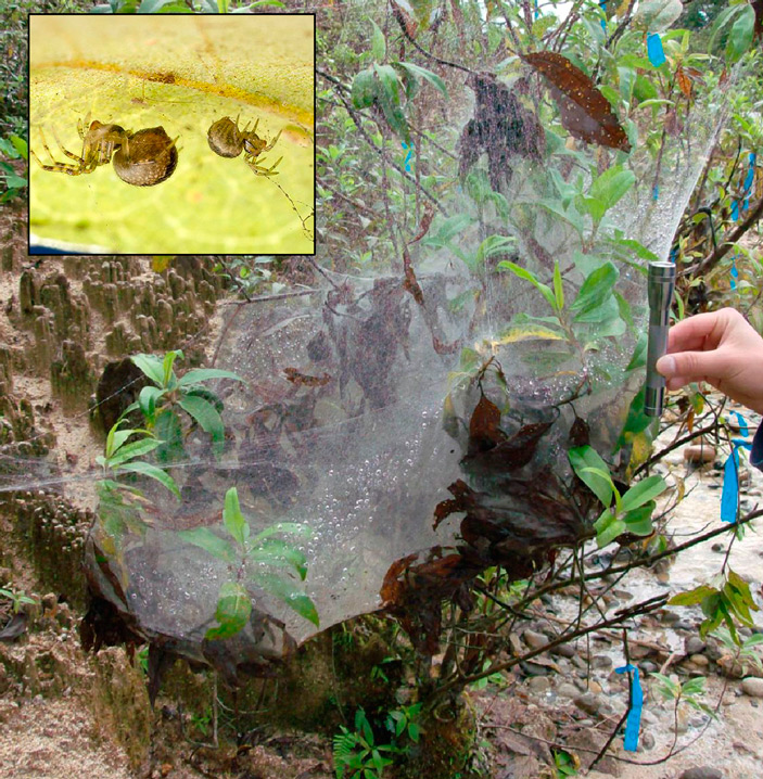 Рис. 2. Одна из колоний Anelosimus studiosus, изучавшаяся авторами обсуждаемой работы ранее