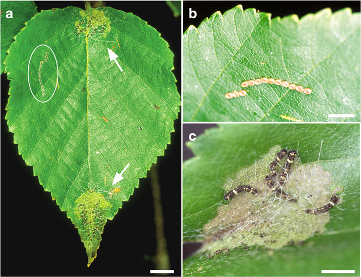 Рис. 1. a&nbsp;— яйца (обведено кругом) и личинки первого возраста под общим навесом из шелковых нитей (показаны стрелками) на березовом листе; b&nbsp;— кладка яиц; c&nbsp;— группа молодых гусениц первого возраста