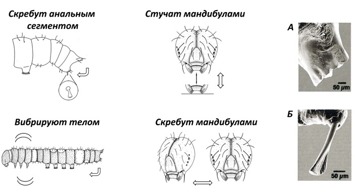 Рис. 2. Поведение гусениц при испускании четырех типов звуков. А&nbsp;— фотография увеличенного конца мандибулы. Б&nbsp;— фотография специализированного выроста на анальном сегменте, которым гусеницы скребут по листу