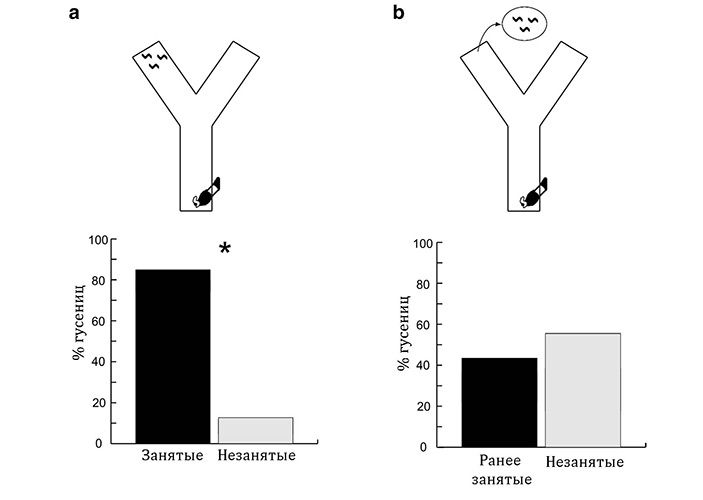 Рис. 4. Эксперименты в Y-образном лабиринте. У&nbsp;тестируемой гусеницы был выбор, в&nbsp;какую из камер (правую или левую) ползти