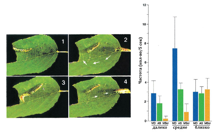 Рис. 6. Слева&nbsp;— территориальное поведение гусениц старших возрастов (кадры из видеоролика). Справа&nbsp;— частота различных типов вибрационных сигналов резидента в&nbsp;зависимости от расстояния до оппонента