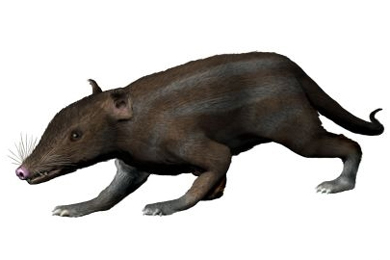 Юрамайя (Juramaia sinensis) — самое древнее из известных ныне плацентарных млекопитающих, найденное в среднеюрских (160 млн лет) отложениях Китая. Эта находка заполнила разрыв между палеонтологическими датировками и молекулярными реконструкциями. Рисунок с сайта www.palaeocritti.com