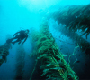 Подводные «леса» в районе островов Чаннел (фото с сайта www.sanctuaries.nos.noaa.gov)