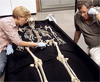 Скелет Кенневикского человека (фото Chip Clark / National Museum of Natural History с сайта Seattle Times)