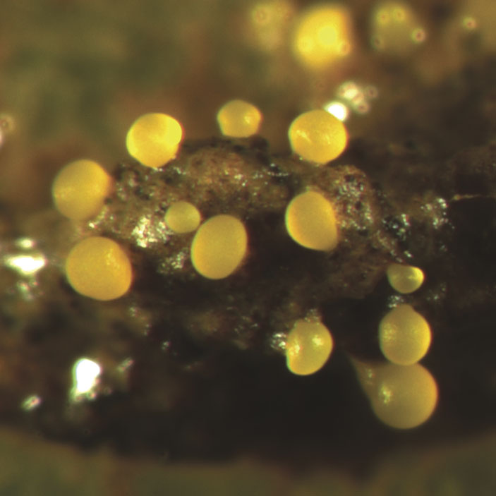 Рис. 3. Плодовые тела бактерии Myxococcus xanthus