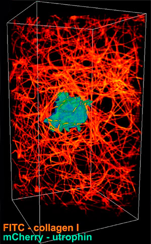 Рис. 3. Клетка предшественника нейтрофила в коллагеновом матриксе