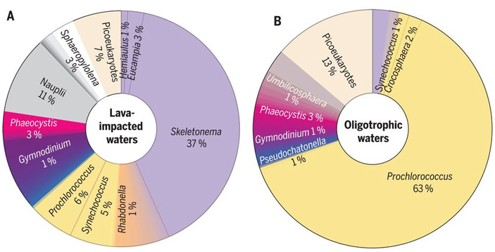 Рис. 7. Видовой состав планктона (в % углеродной биомассы) в зоне хлорофиллового шлейфа (А) и за его пределами (В)