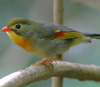 Китайский соловей (Leiothrix lutea) из семейства тимелиевых, или кустарниц (Timaliidae) — интродуцированный на Гавайи вид, играющий большую роль в расселении туземных видов растений. Фото с сайта www.bird-friends.com