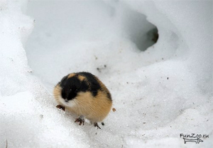 Норвежский лемминг (Lemmus lemmus) на снегу. Фото с сайта funzoo.ru