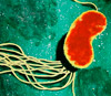 Бактерия Pseudomonas fluorescens