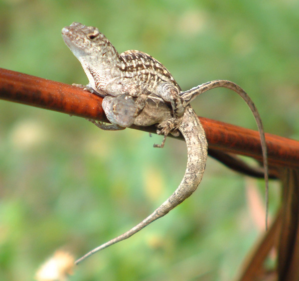 Спаривающиеся ящерицы Anolis sagrei