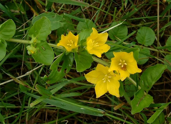 Луговой чай, или, иначе, вербейник монетовидный (Lysimachia nummularis), — исходно европейское растение, ставшее инвазийным в Америке. Фото с сайта www.nmedik.ru