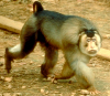 Макак лапундер (Macaca nemestrina) — модельный объект для нейробиологических исследований (фото с сайта pin.primate.wisc.edu)