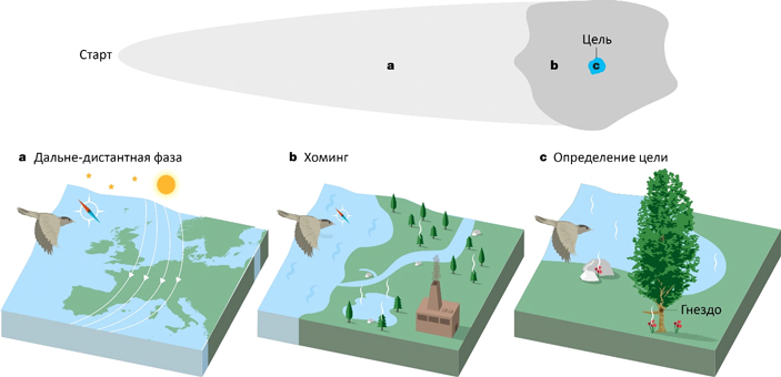 Рис. 1. Три фазы навигации птиц (a–c). Каждая фаза соответствует «карте» определенного масштаба, и на каждой из них предпочтительно используются разные механизмы навигации