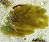 Гаплоидный гаметофит Ectocarpus на талломе водоросли Scytosiphon lomentaria