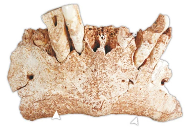 Фрагмент нижней челюсти древнейшего европейца. Фото из обсуждаемой статьи в&nbsp;Nature